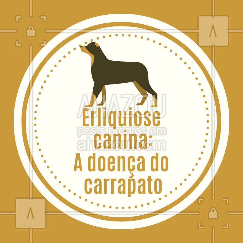 post-imagem-frase-veterinario-dicas-4