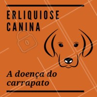 A Erliquiose (ou Erlichiose) é uma doença geralmente comum em cães. A transmissão acontece atráves de um carrapato, ele suga sangue de um cachorro contaminado e transmite para outros cachorros que serão picados pelo carrapato contaminado. É uma doença mais comum durante o verão, já que os carrapatos precisam de calor e umidade para se reproduzir. Os sintomas apresentados por um animal infectado dependem da reação do organismo à infecção. Alguns sintomas são febre, falta de apetite, perda de peso e uma certa tristeza podem surgir entre uma e três semanas após a infecção. O cão pode apresentar também sangramento nasal, urinário, vômitos, manchas avermelhadas na pele e dificuldades respiratórias. O diagnóstico é difícil no início da infecção pois os sintomas são semelhantes a várias outras doenças, como a Cinomose, por exemplo. A presença do carrapato é relevante para a confirmação da suspeita durante a avaliação clínica. O diagnóstico pode ser feito através da visualização da bactéria em um esfregaço de sangue (exame que pode ser realizado na clínica veterinária) ou através de testes sorológicos mais sofisticados, realizados em laboratórios especializados. Quanto mais cedo for diagnosticada a doença, maiores são as chances de recuperação e cura. #erliquiosecanina #doencadocarrapato #carrapato #ahazoupet #veterinario #vet #doencas #exames