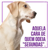 Quem também tem aquela preguiça de toda segunda-feira? 😂 #petshop #pet #ahazou #vet #segunda