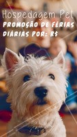 Não perca essa promoção e traga seu peludo para se hospedar com a gente! #hospedagempet #pet #dog #ahazoupet #promocao #fimdeano