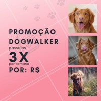 Que tal aproveitar essa promoção especial e dar um pouquinho de alegria ao seu dog 🐶? Aproveite nosso passeio de 3x por semana, essa promoção é por tempo limitado! #pet #ahazou #dog #doglovers #Dogwalker