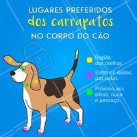 Encontrei um carrapato no meu cachorro. Como devo retirar? 🐶😲
👉 Arrancar o carrapato não é recomendado. Pode acontecer de tirarmos só uma parte do corpo e o resto ficar ainda aderido ao cão, podendo provocar infecções. O ideal é aplicar umas gotas de vaselina ou parafina ao redor, esfregá-lo um momento até que amacie um pouco a pele e depois tentar retirá-lo suavemente. Depois, coloca-se o carrapato no álcool para que morra e não escapem os ovos. Lave as mãos depois de manipulá-los.
👉 Existem também as pinças de carrapatos, que servem para extrair o parasita por inteiro. Encontram-se à venda em lojas especializadas de produtos veterinários. #carrapatos #doencadocarrapato #ahazoupet #veterinario #vet #caes