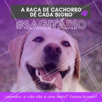 Hoje é festa lá no meu apêee! Hoje não, todos os dias! Hahaha quem concorda? 😂❤️️♐ #signos #pet #ahazoupet #dogs #sagitario