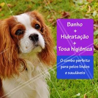 Seu pet merece um dia de beleza 🐶🐱❤️️ Agende um horário! #petshop #pet #ahazoupet #banho #tosa