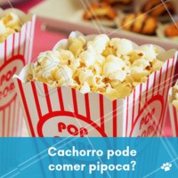 As pipocas de saquinho, feitas no microondas, não devem ser oferecidas para os cães, pois além de possuírem bastante sal, são extremamente ricas em gorduras, conservantes, temperos e palatabilizantes que podem não fazer bem aos animais de estimação. Por outro lado, a pipoca feita pura, sem adição de óleo, açúcar ou sal, pode ser oferecida em porções pequenas para os cachorros sem problemas.
Vale lembrar ainda que os cachorros não têm o hábito de mastigar como nós, por isso é preciso tomar cuidado para não engasgarem ao comerem esse tipo de alimento. #pipoca #ahazoupet #alimentos #pesticos #cachorros