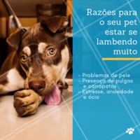 Se observar que seu cão está se lambendo excessivamente, levo-o até um médico veterinário. Assim, esse profissional poderá indicar o melhor tratamento de acordo com a causa desse comportamento. #pet #ahazoupet #lambidas #dogs