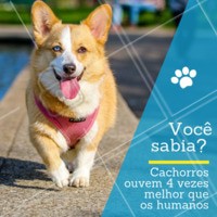 Um cão consegue escutar um som 4 vezes mais longe e mais alto que uma pessoa. Também detectam sons de frequências menores e maiores do que as que a gente detecta. 🐶 #pet #dog #ahazoupet #som