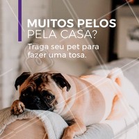 O banho, a tosa (mesmo que mínima) e a escovação já ajuda muito a diminuição da quantidade de pelos pela casa. A hidratação também contribui para isso, fazendo com que o pelo fique mais saudável e caia em menos quantidade. Agende um horário! #petshop #pet #ahazoupet #banho #tosa