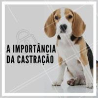 A castração é muito importante para a saúde do pet e é recomendada de ser feita a partir dos seis meses do animal.
👉 Para a fêmea, não só evita uma gravidez indesejada como também uma gravidez psicológica e doenças graves como tumores mamários e infecções urinárias.
👉 Para o macho, evita o câncer testicular e problemas na próstata. #castracao #pet #ahazou #beneficios #prevencao