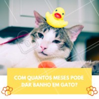 O ideal é que os banhos em petshops só aconteçam quando o período de vacinação já tiver se encerrado, assim seu felino estará protegido e poderá ter contato com outros pets normalmente. Em casa, os banhos podem ser dados antes mesmo desse período acabar. Mas é importante lembrar que alguns gatinhos não aceitam muito bem o banho, por isso o ideal é ir com calma até o seu bichinho se acostumar. Uma dica legal é dar uma recompensa antes e depois do banho! #pet #gatos #banho #ahazou #cats #petshop