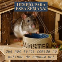 Qual o seu desejo para essa semana? ❤️️ #pets #amorpelosanimais #ahazou #amomeupet