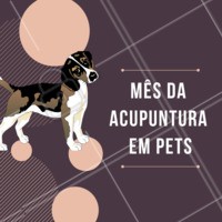 Aproveite os benefícios da clínica nesse mês. Traga o seu pet! #pet #veterinario #clinica #ahazoupet #promocao #prevencao