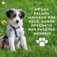 Quanto mais cachorros, melhor 🐶😍 Indique um amiguinho do seu pet, e ganhe descontos nos pacotes mensais de passeios do seu peludo! #dogwalker #passeios #ahazoupet #promo #indicacao #cachorro