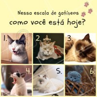 E aí, com qual gatinho você se identifica? 😂 Conta pra gente! 👇 #pet #gato #ahazoupet #engracado #enquete