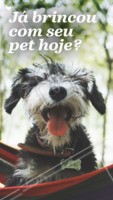 Brincar com seu pet todos os dias é super importante! #pet #ahazoupet #animal #petshop