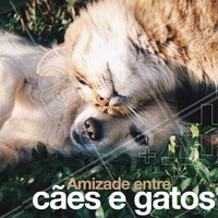 É possível sim! Os cães e gatos podem se dar muito bem, se forem apresentados com calma e cuidado. Se as duas espécies forem filhotes, o processo fica muito mais fácil! O que pode acontecer quando um já é adulto, é o ciumes do animalzinho mais velho. Cuide para tratar ambos igualmente e garantir que os dois tenham seu próprio espaço garantido, com suas próprias rações e água. Dê um tempo para que os dois se conheçam e tenha paciência! 😉 #cachorro #gato #ahazoupet #petshop #veterinario