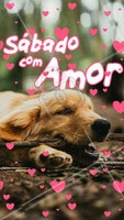 Já abraçou um pet hoje? ❤️️ Um ótimo sábado para todos vocês! #pet #amorpelosanimais #ahazou #motivacional #bomdia