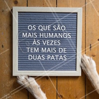 Esses sim sabem o real significado de humanidade! #pets #ahazoupet #animais