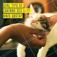 Comenta aqui qual carinho seu gato mais gosta 👇 #gato #ahazoupet #pet