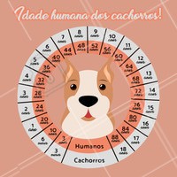 Todo mundo sabe que cachorros envelhecem mais rápido que pessoas. Mas a lenda de que 1 ano do cachorro é igual a 7 anos de uma pessoa nada mais é do que lenda. Não é tão simples assim. Veja como realmente funciona 👇
#petlovers #ahazoupet #idadedosanimais #cao #dog