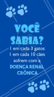 Principais sintomas da Insuficiência Renal em animais:
Sede excessiva.
Xixi ausente ou muito frequente.
Vômito.
Diarreia.
Mau hálito.
Andar cambaleante.
Depressão.
Febre.
Fique sempre atento à saúde do seu pet e ao notar qualquer comportamento diferente consulte um veterinário!
#veterinario #ahazoupet #pet