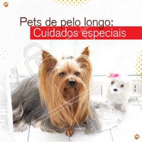 Se o seu pet tem pelo longo, saiba que é necessário tomar alguns cuidados para garantir que o seu amiguinho fique com os pelinhos saudáveis e bem cuidados:
👉 Escovar diariamente é essencial para garantir que os fios não embaracem e estimular o crescimento saudável;
👉 Para evitar pulgas e manter os pelos saudáveis, o ideal é utilizar shampoo neutro semanalmente;
👉 A utilização de secador é importante para a secagem completa;
👉 Algumas raças trocam todo o pelo uma vez por ano, a tosa é essencial para evitar pelos dentro de casa;
👉 Para não atrapalhar a visão, é recomendado prender os pelos da ""franjinha"" com uma chuquinha para não atrapalhar a visão. #pets #ahazou #petlovers