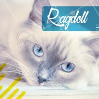 Essa raça é uma fofura! Com seu porte gigante, temperamento dependente e dócil e uma pelagem longa e cheia, é um animal de características marcantes. O nome Ragdoll signifca "boneca de pano" em inglês! 😱 A raça foi nomeada assim devido a dois motivos: o primeiro é que, ao nascer, os ragdolls aparentam ter os músculos todos "molinhos". O segundo - e principal - é que, ao se deitarem, relaxam tanto o corpo que se parecem com bonecas de pano. Alguns até dizem que essa raça é um "gato canino", por ser mais sociável do que os gatos costumam ser. Quem aí adora os ragdolls? ❤️ #ragdoll #ahazoupet #pet #gato #raçadegato