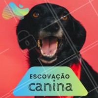 Não é só para prevenir o mau-hálito que se deve escovar os dentes do seu doguinho. Se a boca dele não for cuidada podem surgir problemas como a gengivite. Placa bacteriana, cáries e tártaros são outros vilões que podem ser evitados. #cachorro #ahazou #pets #petshop