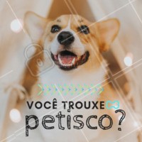 O olhinho chega a brilhar! 😂😂 #pet #ahazou #petisco