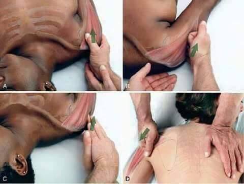 massoterapeuta
