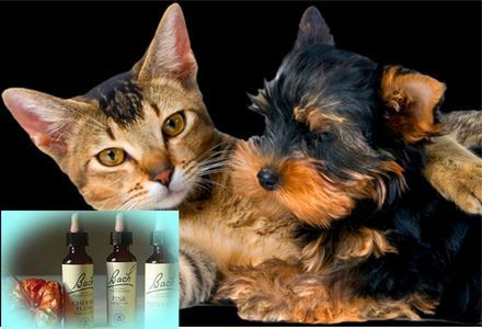 aromaterapeuta esteticista quiropraxista