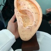 Aprendendo os pontos do pavilhão auricular. #ClinicaNere #Auriculoterapia #Pontos #PavilhãoAuricular