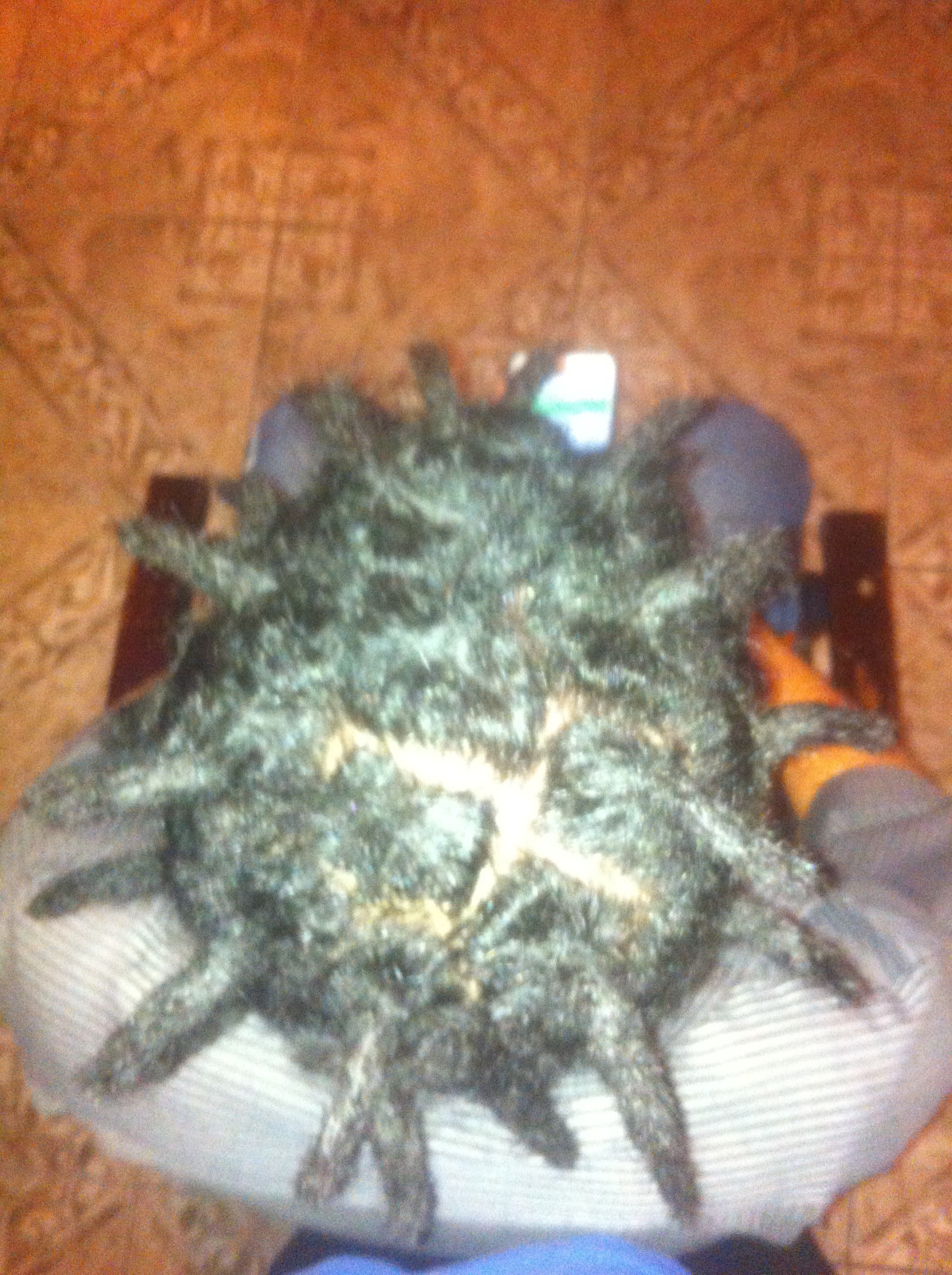 Manutenção de Dreads, feito na agulha. cabelo auxiliar cabeleireiro(a)
