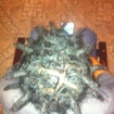 Manutenção de Dreads, feito na agulha.