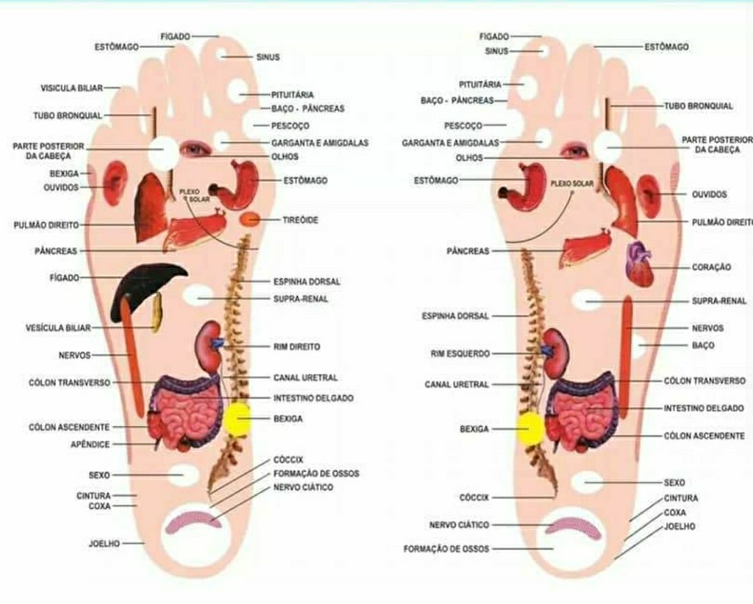 Reflexologia Podal
A técnica é aplicada a partir da pressão sobre pontos específicos dos pés relacionados com as várias partes do corpo. Quando estes pontos são pressionados, o cérebro envia mensagens para as glândulas correspondentes, elas por sua vez, entendem que precisam liberar hormônios benéficos para auxiliar a reparação ou prevenção de determinados órgãos do corpo. 
Esse processo pode aliviar dores, promover relaxamento ou, curar doenças.
O método é natural, porém a reflexologia podal possui algumas contraindicações. Pessoas com diabetes, varizes ou gestantes, precisam de aval médico, pois a reflexologia podal estimula a circulação sanguínea e pode deslocar possíveis coágulos de sangue presentes nas veias.
A terapia deve ser aplicada por um profissional competente para que se alcance o resultado desejado, portanto certifique-se da capacitação do seu terapeuta, assim você poderá usufruir dos benefícios que a reflexologia podal pode lhe proporcionar com segurança. Conheça alguns desses benefícios.
BENEFÍCIOS DA REFLEXOLOGIA PODAL
A reflexologia podal possui muitos benefícios. Este tipo de terapia pode ser utilizado para tratar ou prevenir muitas doenças, observe algumas delas:
Problemas digestivos e intestinais (azia, má digestão, gastrite, úlcera no estômago, diarréia e prisão de ventre).
Enxaqueca
Tontura
Insônia
Gordura no fígado
Pedra na vesícula
Doença de Crohn
Hérnia de hiato
Gota
Dores musculares
Dores nas costas
Sinusite
Diversos tipos de infecções
Doenças respiratórias (bronquite e asma)
Câimbras
Espasmos musculares
Reumatismo
Tendinite
Estresse podólogo(a)