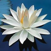 Flor de Lotus